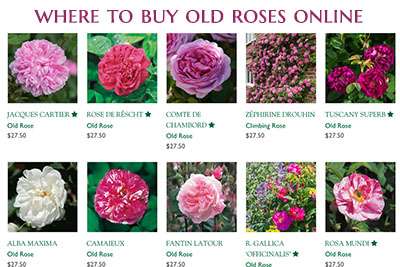 David austin deals roses near me